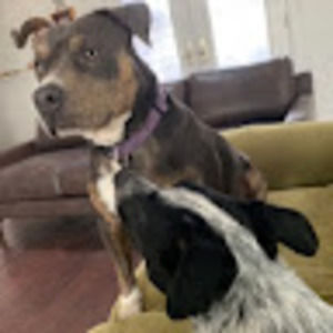 Meet your Posher, Polly